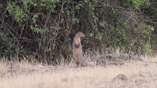 Indian Grey Mongoose standing alert in grasslands of Bhigwan, Maharashtra, India
