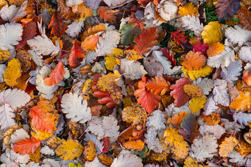 A beautiful texture of fallen, vibrant leaves lying on the ground. A beautiful autumn pattern of yellowed and orange leaves. High-resolution, detailed photo