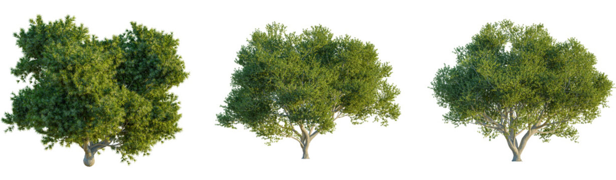 Juniperus oxycedrus tree, font view, cutout, transparent, isolate, Three lush green trees with detailed bark and branches bathed in sunlight