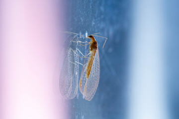 Close-up of a common insect on a window.