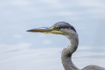great blue heron