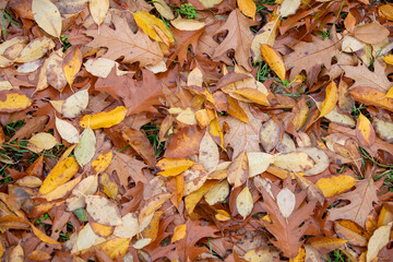 Fallen leaves on the ground. Autumn background. Top view.