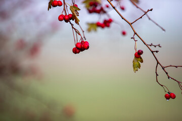 Red hawthorn berries on a branch with a blurred background, shallow depth of field