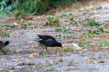crow on the ground