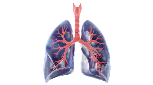 Anatomy of human lungs showing airway branching, isolated transparent png.