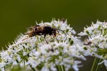 bug on a leaf