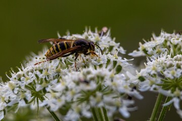 bee on a flower