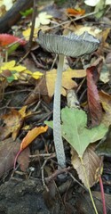 Champignon automnal