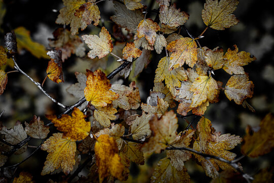 Yellow leaves on bush with monochrome background texture