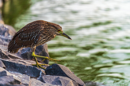 Heron bird hunting on rocks near water wildlife scene in Peru