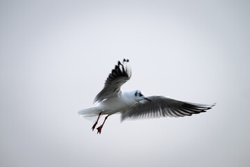 Möve im flug