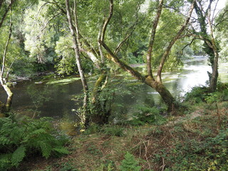 el r&iacute;o Ulla a su paso por la villa de Santiso, provincia de La Coru&ntilde;a, lugar tranquilo que transmite sosiego y calma para disfrutar de la flora y la fauna del lugar, Galicia, Espa&ntilde;a, Europa