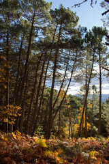 El pino, Pinus pinaster, es una conífera mediterránea de gran valor ecológico y económico,...