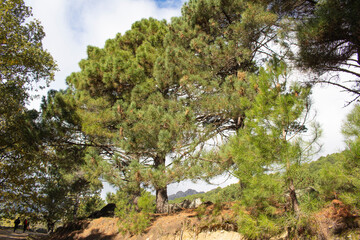 El pino resinero, Pinus pinaster es una conífera mediterránea de gran valor ecológico y...