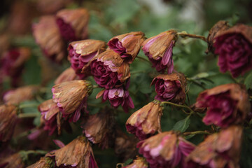 Dried roses in a garden showcasing the beauty of decay during autumn