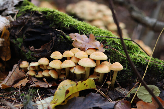 Honey agaric, close-up. Poisonous or inedible mushrooms in the forest in autumn. A cluster of wild mushrooms growing among moss on a fallen tree trunk. Nature. Mushrooms with selective focus