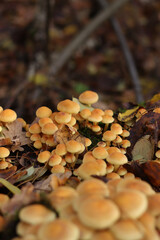 Honey agaric, close-up. Poisonous or inedible mushrooms in the forest in autumn. A cluster of wild mushrooms growing among moss on a fallen tree trunk. Nature. Mushrooms with selective focus