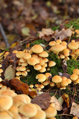 Honey agaric, close-up. Poisonous or inedible mushrooms in the forest in autumn. A cluster of wild mushrooms growing among moss on a fallen tree trunk. Nature. Mushrooms with selective focus