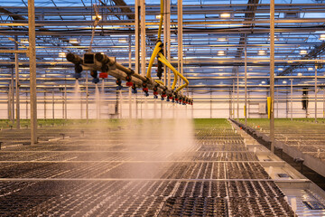 Agricultural sprinkler system working inside industrial greenhouse. Irrigation nozzles automatic watering system spraying mist water over seedlings, growing vegetable, herbs, salad as agribusiness.
