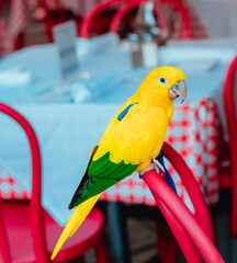 parrot parakeet  bird color yellow and green 