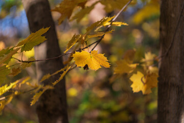 A close-up shot of a single yellow maple leaf in the foreground, still attached to its branch