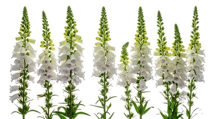 Elegant White Culvers Root Flowers in Full Bloom Against White.