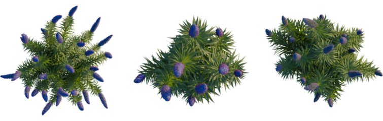 Echium candicans tree plan, top view, cutout, transparent, isolate, Vibrant purple flowering plants with lush green foliage, top view