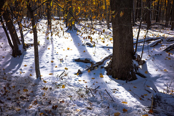 Sunlight streak through trees covered by snow