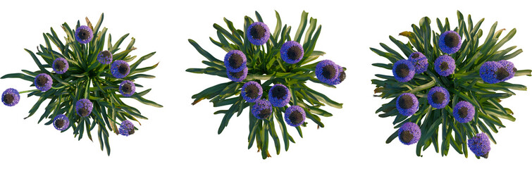 Scilla peruviana tree plan, top view, cutout, transparent, isolate, Vibrant purple globe thistle blooms with green foliage from a top down view.