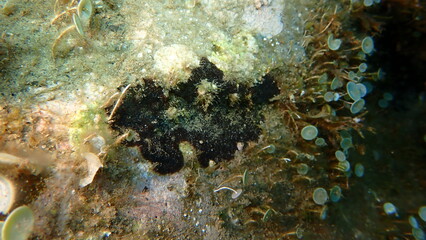 Bryozoa or moss animal Reptadeonella violacea undersea, Ligurian Sea, Italy, Imperia