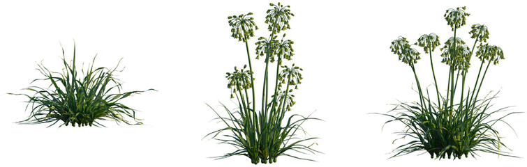 Allium siculum tree, cutout, front view, isolate, transparent, Allium plants with green foliage and flower buds for garden designs