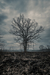 Dramatic Burned field from controlled burn