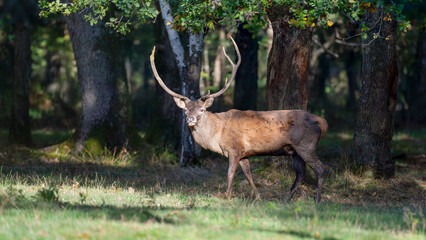 Red deer stag walking and observing in a clearing at the edge of a forest during the rut. Cervus elaphus, Réserve de la Haute-Touche, Azay le Ferron, Indre 36, région Centre, France, Europe