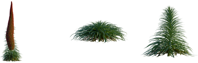 Echium wildpretii tree, cutout, front view, isolate, transparent, Vibrant red tower plant and lush green foliage clusters for nature designs