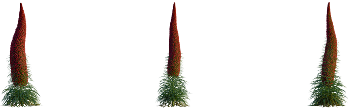 Echium wildpretii tree, cutout, front view, isolate, transparent, Stunning red echium flower stalks with lush green foliage in a row