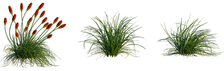 Fototapeta premium Kniphofia uvaria tree, cutout, front view, isolate, transparent, Vibrant red hot poker flowers and lush green grass tufts on black