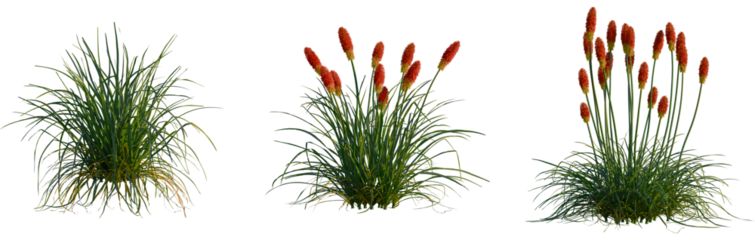 Kniphofia uvaria tree, cutout, front view, isolate, transparent, Vibrant red hot poker plants with lush green foliage