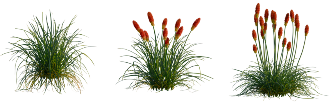Kniphofia uvaria tree, cutout, front view, isolate, transparent, Vibrant red hot poker plants with lush green foliage