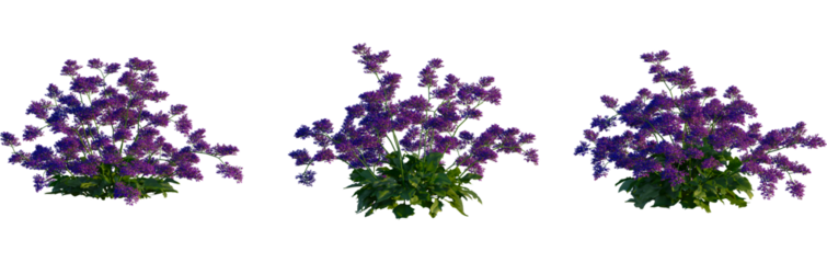 Limonium perezii tree, cutout, front view, isolate, transparent, Vibrant purple lavender bush blooming with lush green foliage
