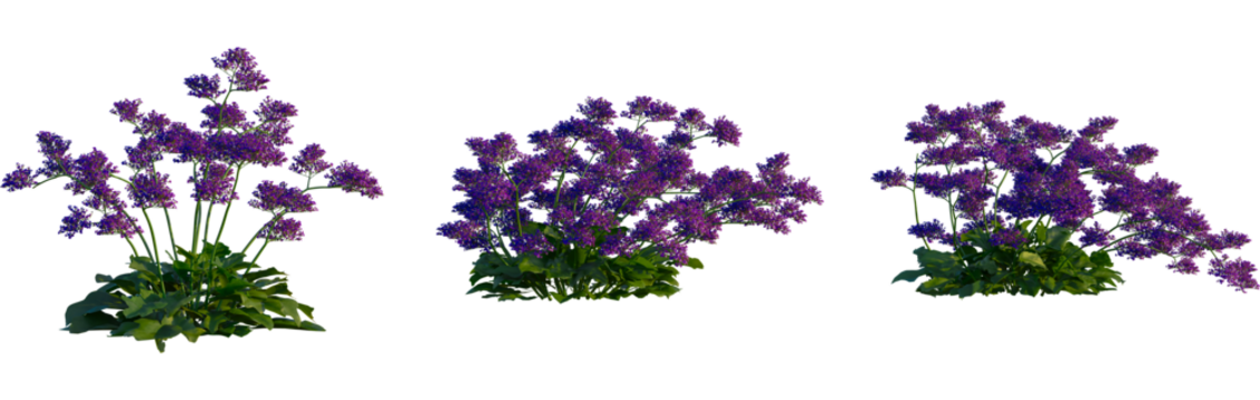 Limonium perezii tree, cutout, front view, isolate, transparent, Vibrant purple flowers bloom beautifully in nature's embrace