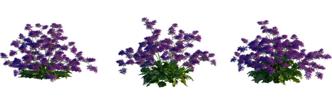 Limonium perezii tree, cutout, front view, isolate, transparent, Vibrant purple lavender bush blooming with lush green foliage