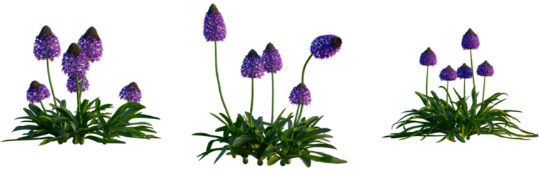 Scilla peruviana tree, cutout, front view, isolate, transparent, Vibrant purple allium flowers bloom with lush green foliage and natural light