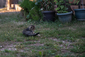 A small cat or kitten plays in a farmyard on the green grass.