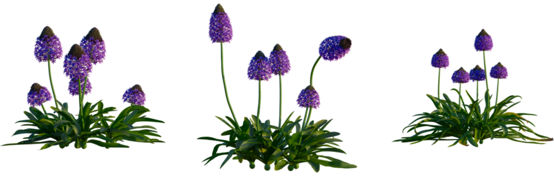 Scilla peruviana tree, cutout, front view, isolate, transparent, Vibrant purple allium flowers bloom with lush green foliage and natural light