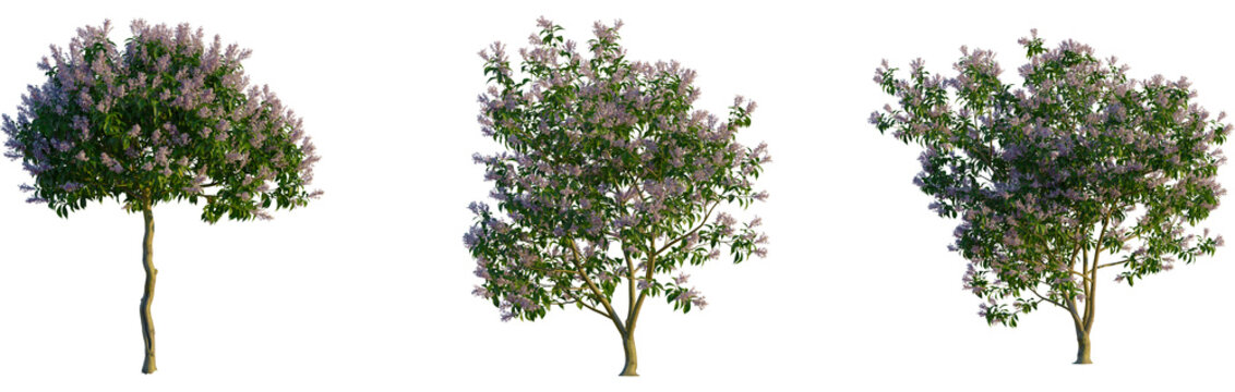 Syringa oblata tree, cutout, front view, isolate, transparent, Beautiful blooming lilac tree with delicate purple flowers and green leaves - Powered by Adobe