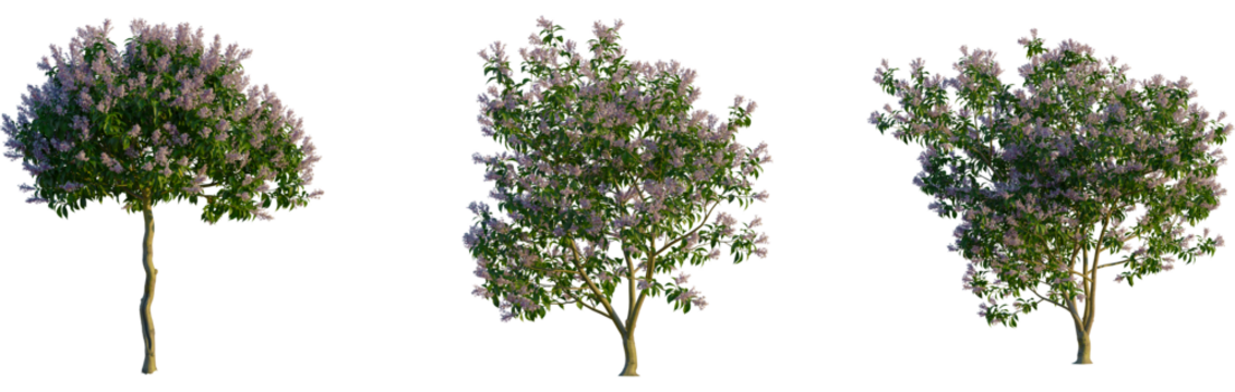Syringa oblata tree, cutout, front view, isolate, transparent, Beautiful blooming lilac tree with delicate purple flowers and green leaves
