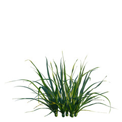 Allium siculum tree, front view, cutout, transparent, isolate, Fresh green onion sprouts, vibrant and ready for culinary design work