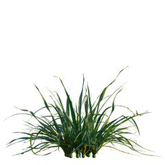 Allium siculum tree, front view, cutout, transparent, isolate, Vibrant green grass clump swaying gently in natural light