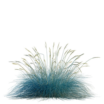Festuca glauca tree, front view, cutout, transparent, isolate, Vibrant ornamental grass with feathery seed heads in cool blue tones