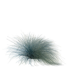 Obraz premium Festuca glauca tree, front view, cutout, transparent, isolate, Delicate wisps of pale blue and gold grass sway gently in the breeze